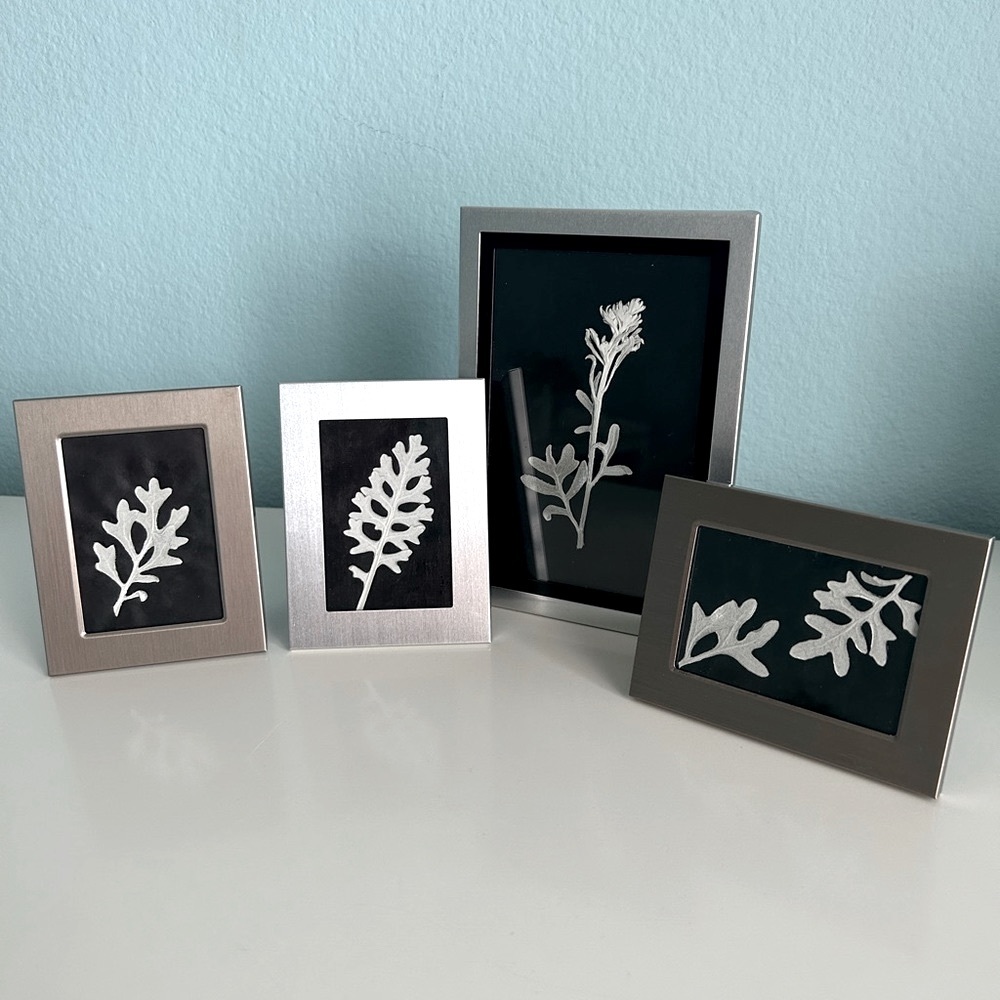 Handmade Home Décor- Pressed Dusty Miller in Silver Frames (Set of 4)